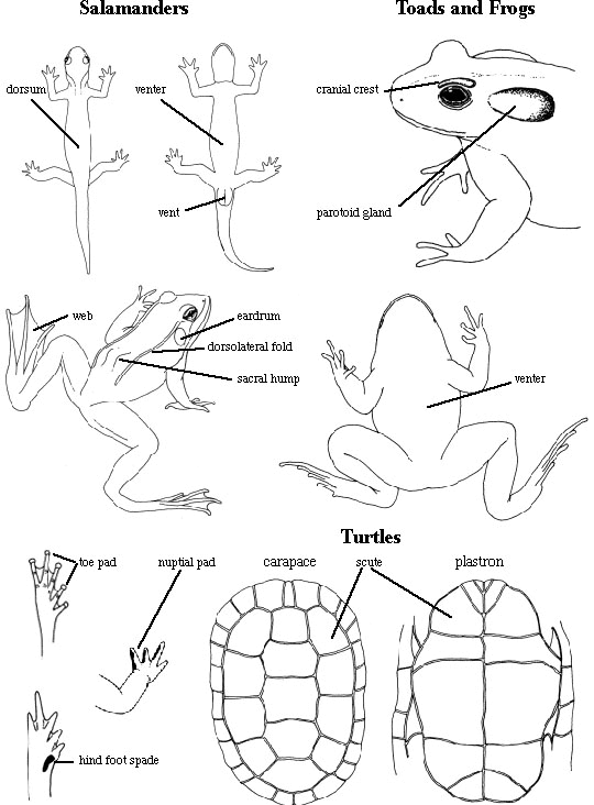 Drawings of toads, frogs, and turtles with body parts labeled.