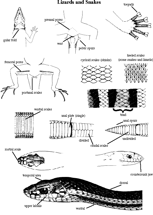 Drawings of lizards and snakes with body parts labeled.