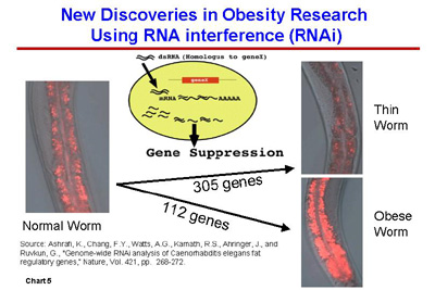 New Discoveries in Obesity Research using RNA interference (RNAi)