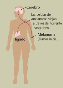 Ilustracin del cuerpo humano.