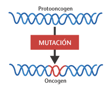 Ilustracin de un protooncogen. La mutacin puede causar que se convierta en un oncogen.