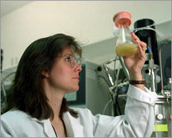 Photo of researcher examining shake flask of cellulase enzymes.