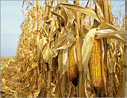 Photo of standing dry corn stalks.