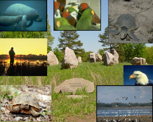 collage of seven pictures; background picture of field with boulders scattered about with the words wildlife forever on one, top left picture of mother and baby manatee in water, top middle picture of parrots, top right picture of sea turtle in nest, center left piture of hunter in field at sunset with reflection in water, bottom left picture of gopher tortoise in habitat, center right picture of eagle head, bottom right picture of hundreds of geese on the ground, in the lake, and in flight