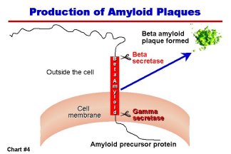 Production of Amyloid Plaques