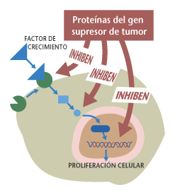 Ilustracin de una clula que muestra la manera en que las protenas del gen supresor de tumor ayudan a prevenir el cncer.