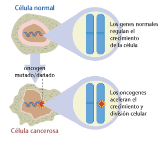 Ilustracin de una clula normal y de una clula cancerosa.