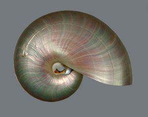 Shell of Cephalopod Species <I>Nautilus Pompilius</I><BR>(Image 1)