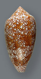 Cone Snail <I>Conus Textile</I>