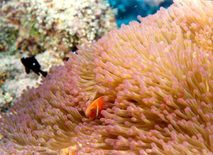 Anemone Fish in Coral Reef
