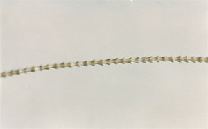Figure 86 is a photomicrograph of a free-tailed bat hair. 