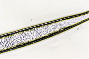 Figure 107 is a photomicrograph of a scale pattern of deer hair.