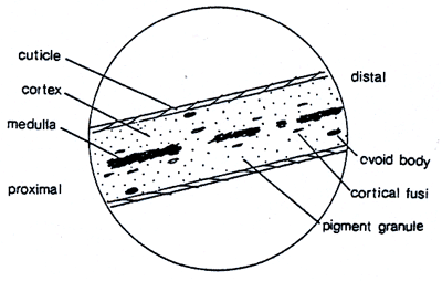 Figure 1 is a hair diagram.