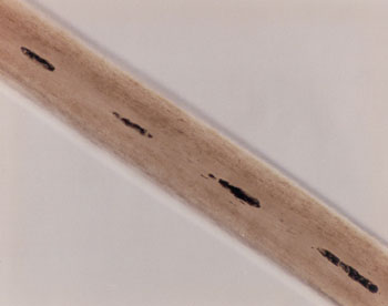Figure 37 is a photomicrograph of head hair of Caucasian individual.