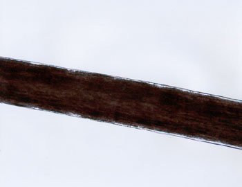 Figure 44 is a photomicrograph of head hair of Mongoloid individual.