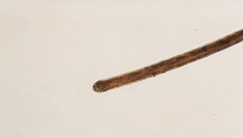Figure 51 is a photomicrograph of rounded (limb) hair tip.