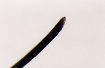 Figure 55 is a photomicrograph of worn razor-cut tip.