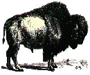 buffalo.gif (8699 bytes)
