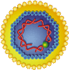 Schematic of hepatitis virus.