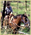 [Photograph]: Person riding horseback though a meadow.