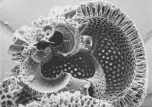 Microscopic Image of Plankton