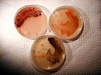 Bacteria from the Genus <I>Salinospora</I>