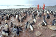Penguin rookery