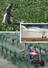 Images of applications of pesticides by workers