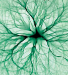Branched electron flow image