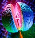 Picture of human brain split in half