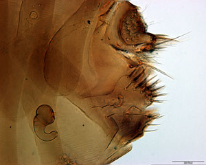 Flea Species <I>Echidnophaga bradyta</I>