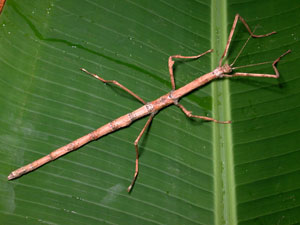 Walking Stick Species <I>Leprocaulinus</I>