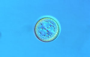 Diatom Species <I>Cyclotella ocellata</I>