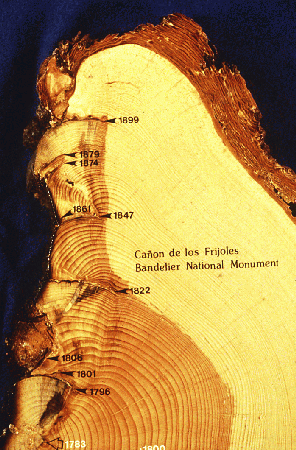 Figure 9-10 Photo of tree rings and fire scars