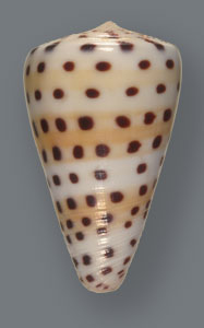 Cone Snail <I>Conus Eburneus</I>