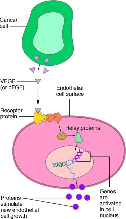 A drawing of a cancer cell releasing VEGF (or bFGF)