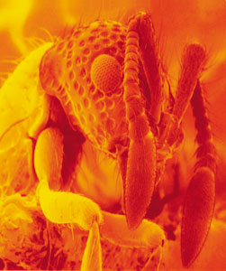 Magnification of Ant