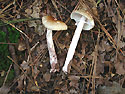Arubescens Fungi - Thumbnail