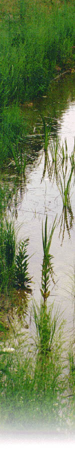 Photo of pond edge