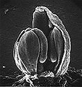 Arabidopsis thaliana<BR>(Image 1) - Thumbnail