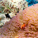 Anemone Fish in Coral Reef - Thumbnail