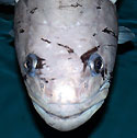 Antarctic Toothfish (<I>Pagothenia borchgrevinki</I>) - Thumbnail