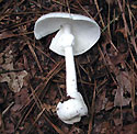 Amanita Virosa Fungi - Thumbnail