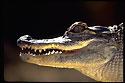 American Alligator - Thumbnail