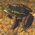 Chiricahua leopard frog