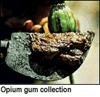 photo - opium gum collection