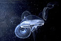 Bioluminescence <I>Aequorea aequorea</I><BR>(Image A) - Thumbnail