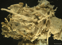 Image of tunicate colony of the genus Didemnum encrusting a mussel shell taken November 2003 on northern Georges Bank. The long rope-like extensions possibly encrust organisms such as hydroids that commonly attach to shells. White bar is 2 centimeters (0.8 inches). Water depth was 45 meters or 148 feet. Select image for larger version. (282KB)