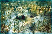 photo of sparse seagrass cover