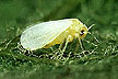 Silverleaf whitefly